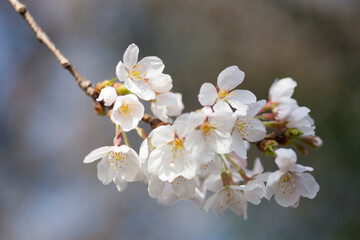 Obraz premium さくら