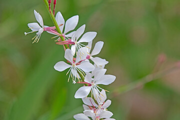 white flower - Gaura lindheimeri