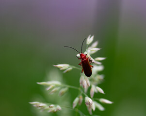 Insecto rojo sobre una planta