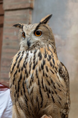 Eagle owl closeup