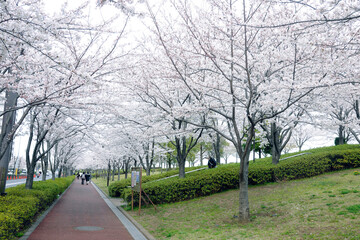 小松川千本桜