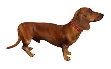 There is a brown dog dachshund. White background. Isolated.