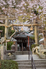 熊野若王子神社の鳥居と桜