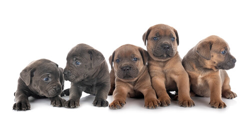 Obraz premium puppies cane corso