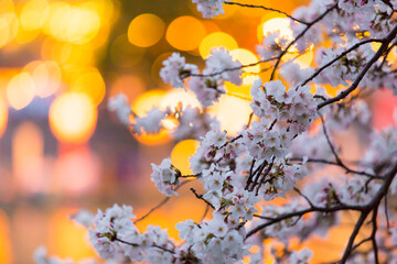 桜夕景