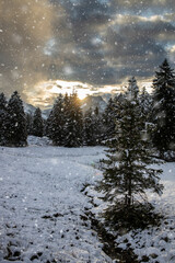 Fototapeta na wymiar Awesome winter landscape with spruces covered in snow. Frosty day, exotic wintry scene. Magic Carpathian mountains, Ukraine, Europe. Winter nature wallpapers. Splendid christmas scene.