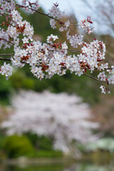 龍安寺　鏡容池の桜