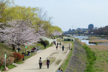 Obraz premium 鴨川の桜