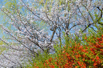 ボケの花と桜