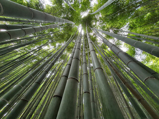 Obraz na płótnie Canvas a bamboo field growing into the sky