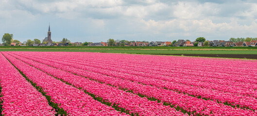 Field of pink tulips and church and traditional houses in the background
