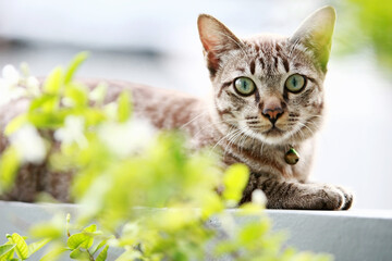 Lovely gray cat sitting at outdoor