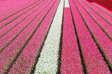 Field of pink and red tulips
