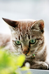 Lovely gray cat sitting at outdoor