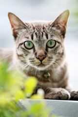 Lovely gray cat sitting at outdoor