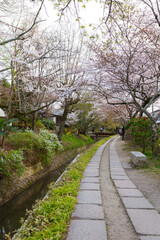 春の哲学の道