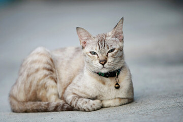 Lovely gray cat sitting at outdoor