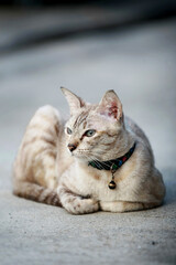 Lovely gray cat sitting at outdoor