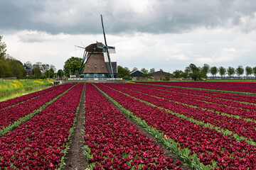 field of darh red tulips with windmill in the spring in Holland