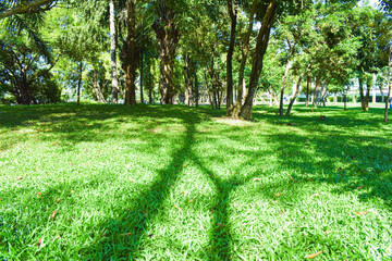 The light of the sun on the green grass