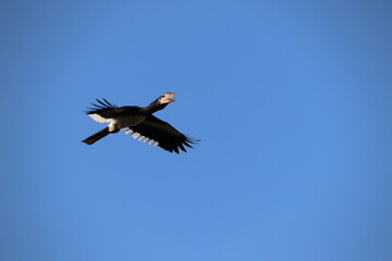 Hornbill (Bird)