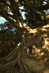 A large tree with a lot of roots
