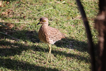spotted Thick Knee (Bird)