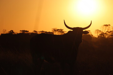 Silhouette of a cow