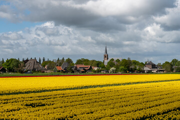 field of bright yellow tulips with church in the background and beautiful sky with clouds