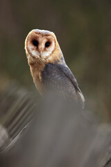 The barn owl (Tyto alba) sitting on a wooden fence