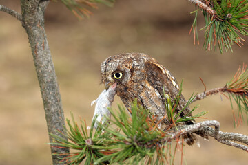 The Eurasian scops owl (Otus scops) or the European scops owl or just scops owl sitting on a branch of pine with prey - shrew. A small owl swallows a shrew on a pine branch.