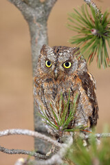The Eurasian scops owl (Otus scops) or the European scops owl or just scops owl sitting on a branch of pine. Little owl with yellow eyes on a pine branch.
