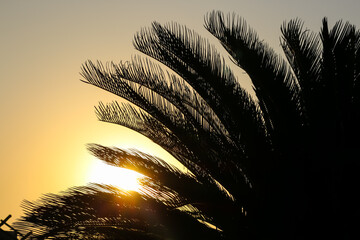 A morning view of sunrise over the palm leaves