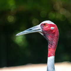 Sarus crane, Grus antigone also known as Indian sarus crane