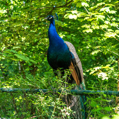 Obraz premium Indian Peacock or Blue Peacock, Pavo cristatus