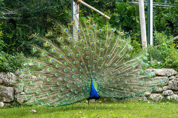 Obraz premium Indian Peacock or Blue Peacock, Pavo cristatus