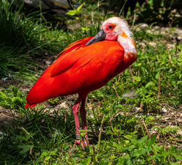 Scarlet ibis, Eudocimus ruber. Wildlife animal in the zoo