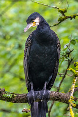 The great cormorant, Phalacrocorax carbo sitting on a branch