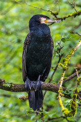 The great cormorant, Phalacrocorax carbo sitting on a branch