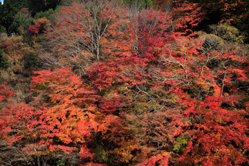 紅葉
