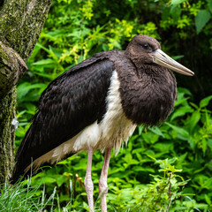 Black stork, Ciconia nigra in a german nature park