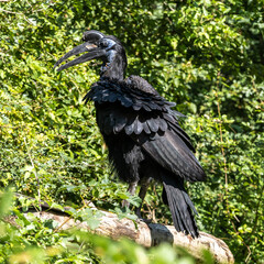 Abyssinian northern Ground Hornbill, Bucorvus abyssinicus strange bird