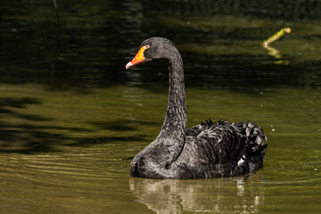 Black Swan, Cygnus atratus in a german nature park