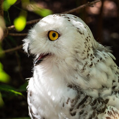 Naklejka premium The Snowy Owl, Bubo scandiacus is a large, white owl of the owl family