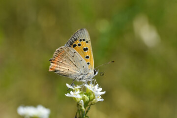 Small copper (Lycaena phlaeas) on a wild flower in meadow