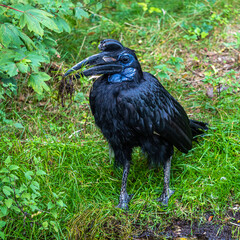 Abyssinian northern Ground Hornbill, Bucorvus abyssinicus strange bird