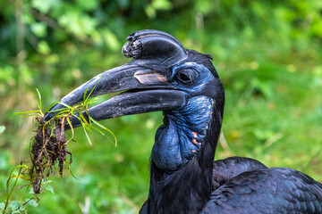 Abyssinian northern Ground Hornbill, Bucorvus abyssinicus strange bird