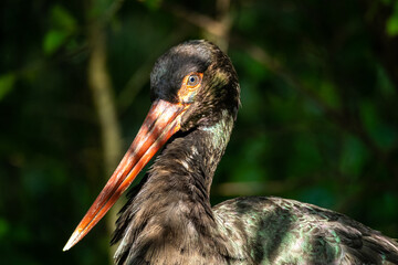 Black stork, Ciconia nigra in a german nature park