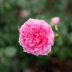 Pink Rose Double, square crop, centered. Bright pink spring bloom, top down detail.