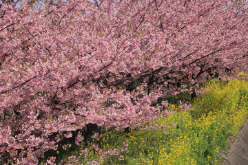 河津桜